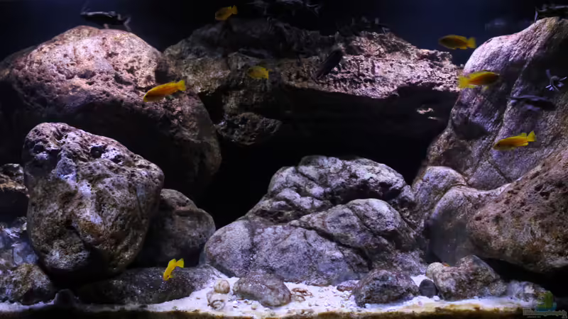 Aquarien mit Chindongo-Arten