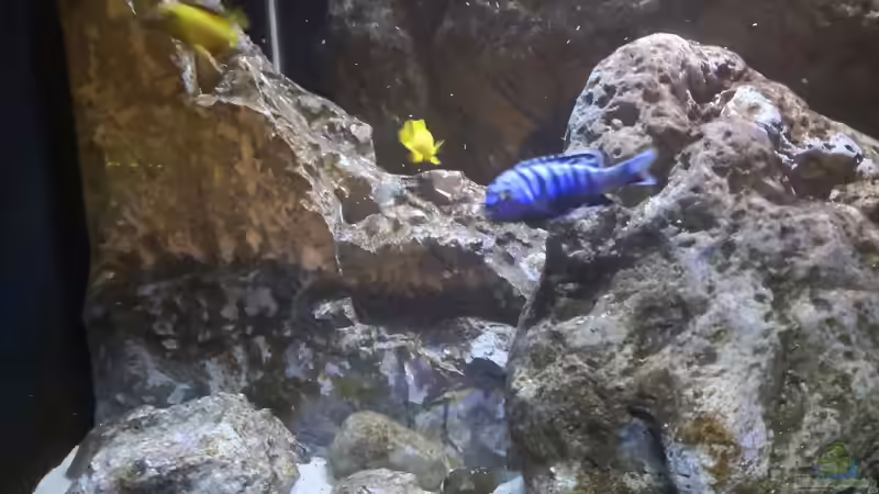 Aquarien mit Chindongo-Arten