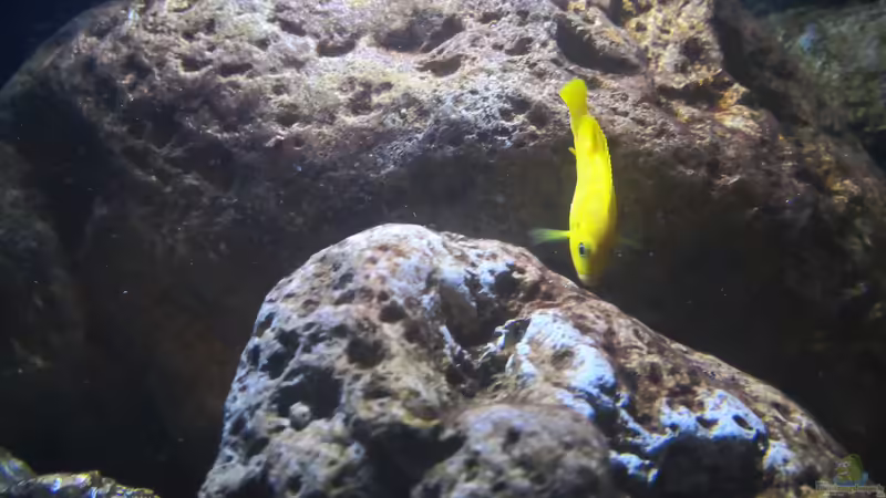 Aquarien mit Chindongo-Arten
