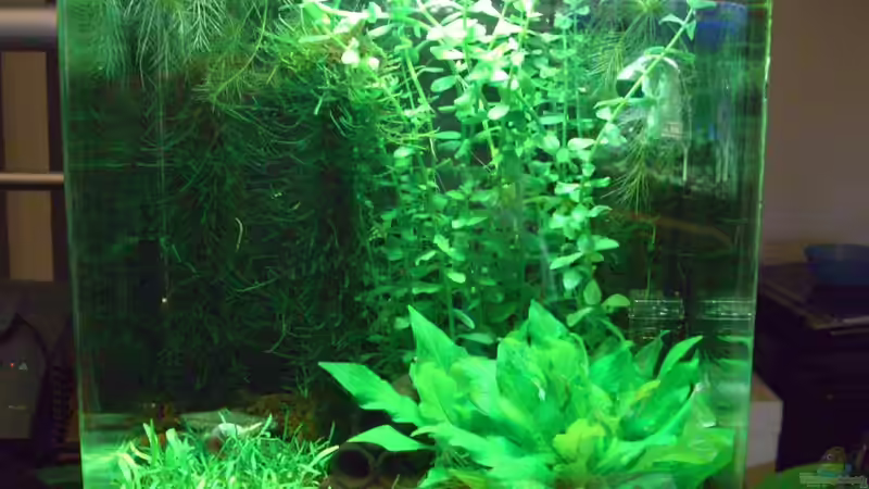 Chinese Garden von marspi (1)