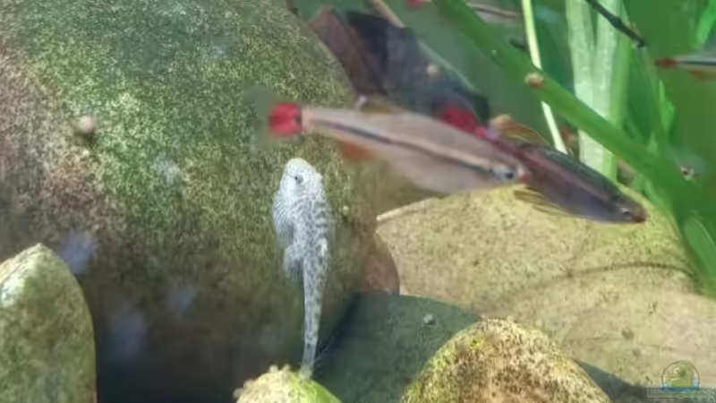 Pseudogastromyzon cheni im Aquarium halten (Einrichtungsbeispiele für Chinesischer Flossensauger)