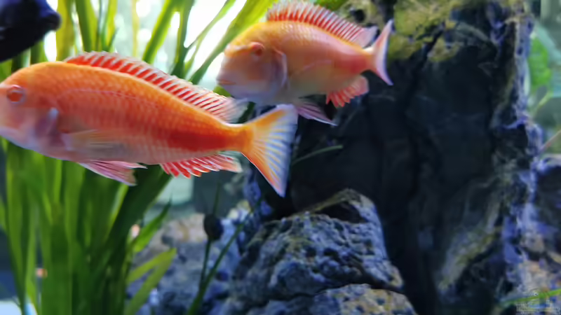 Chipimbi Albino von Ezi13 (10)