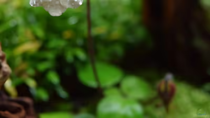 Chirita tamiana von Junglist (14)