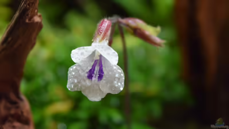 Chirita tamiana von Junglist (16)