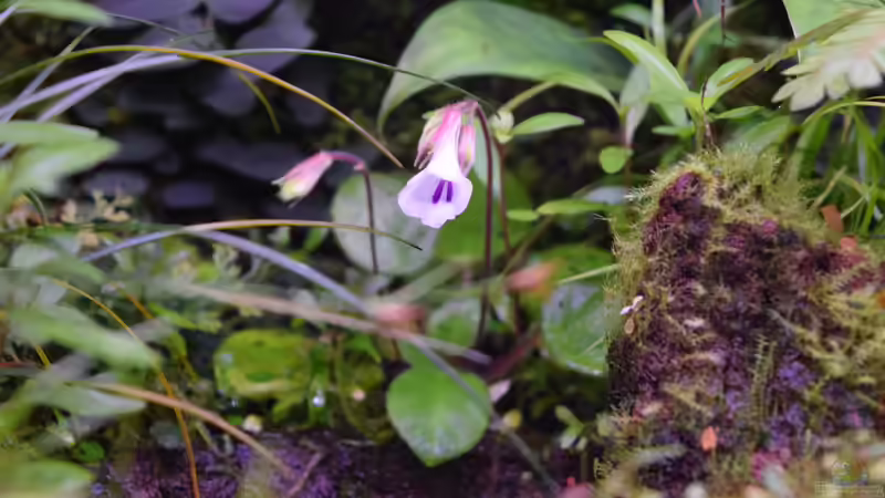 Chirita tamiana von Junglist (19)