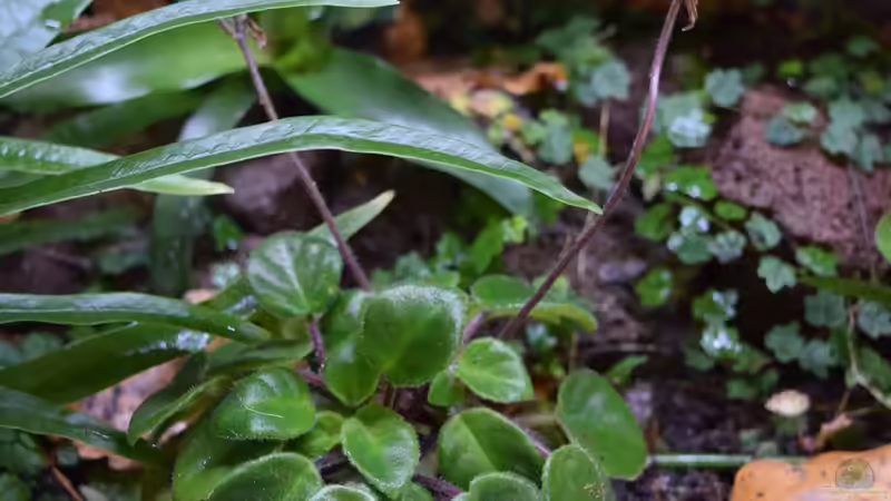 Chirita tamiana von Junglist (21)