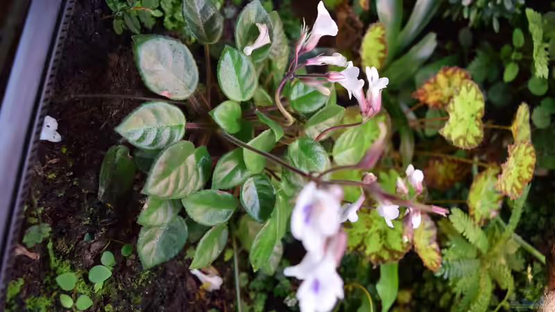 Chirita tamiana von Junglist (26)