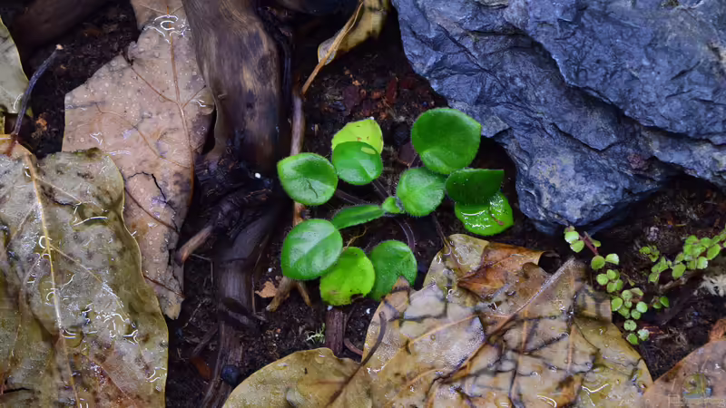 Chirita tamiana von Junglist (26)