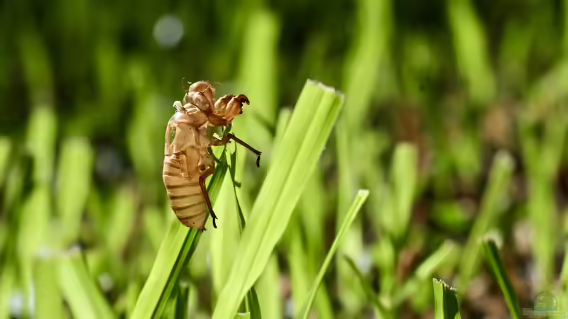 Chitin - Der vielseitige Naturstoff aus dem Tierreich und seine Bedeutung für Ökosysteme