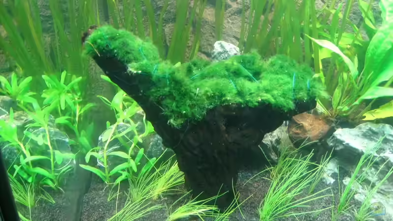 Chladaflora auf Wurzel gebunden am 29.12.2010 von Sergio10 (14)