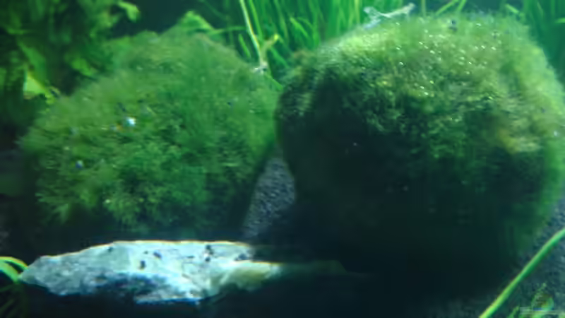 Chladophora aegagrophila/ Mooskugeln. Beide kostenlos bei der Lieferung dabei. von Markus96 (6)