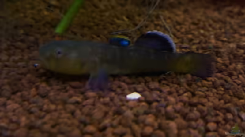 Chlamydogobius eremius (mein Liebling) von rainbow2010 (29)