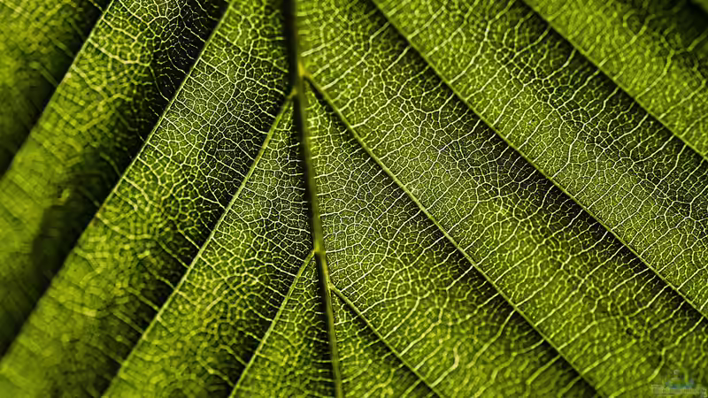 Chlorophyll und seine Wirkung: Auch im menschlichen Körper