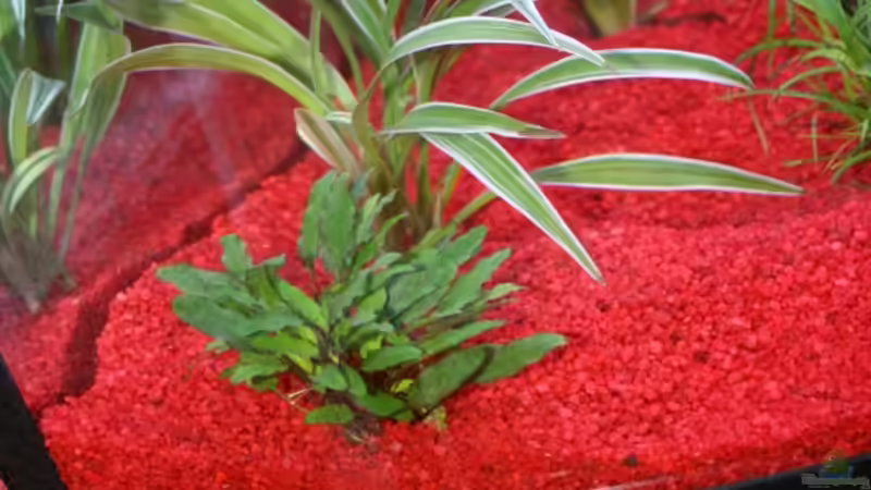 Chlorophytum bichetii von Stefanie Mohr (8)