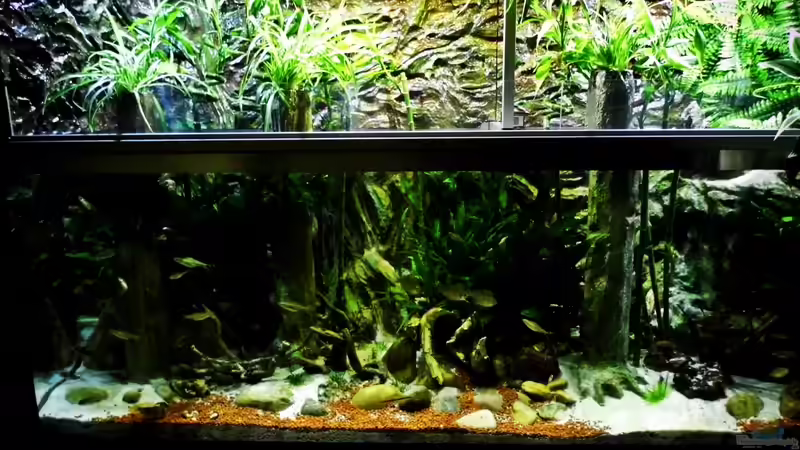 Chlorophytum comosum und Lucky Bamboo  von snooze (19)