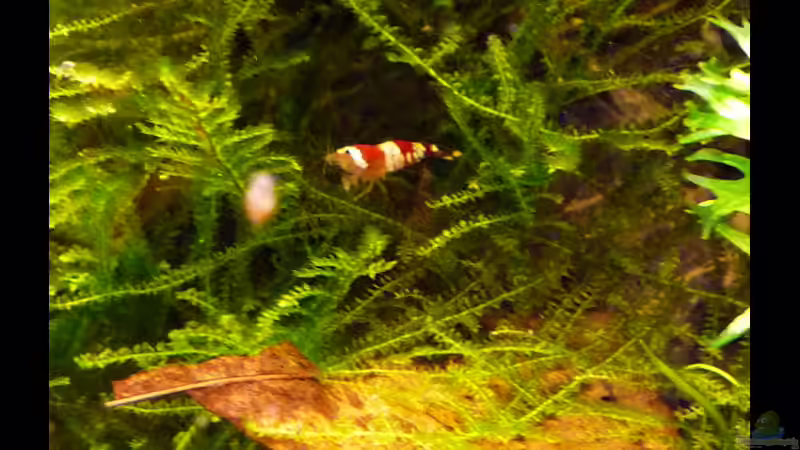 Christal Red Garnele mit Seemandelbaumblatt von Stefan Philippi (15)