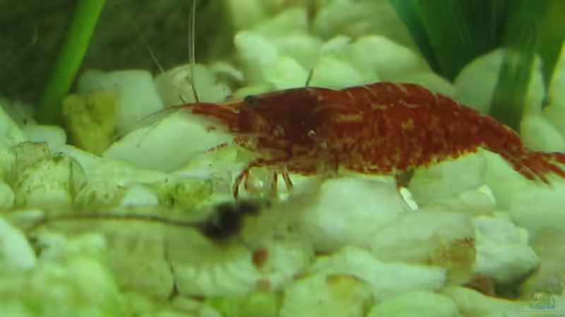 christal Red Garnele von Bombay (8)