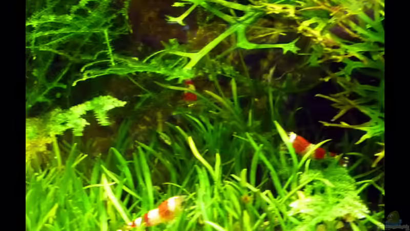 Christal Red Garnelen  von Stefan Philippi (14)