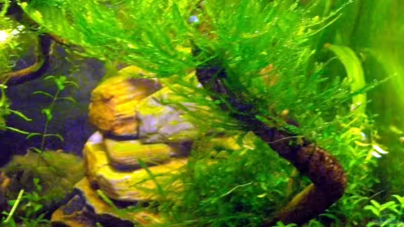 Christmas-Moos auf Walnussästchen von Caricciola (12)