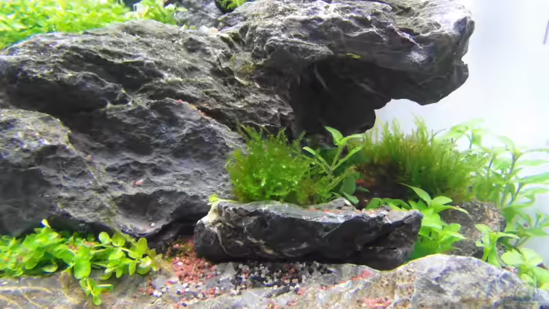 Christmas Moos (Tag 1) von Intershrimpview (18)