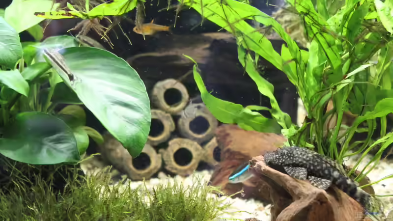 Vesicularia montagnei im Aquarium pflanzen (Einrichtungsbeispiele für Christmas-Moos)