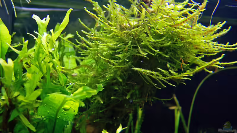 Christmas-Moos von Buster (9)