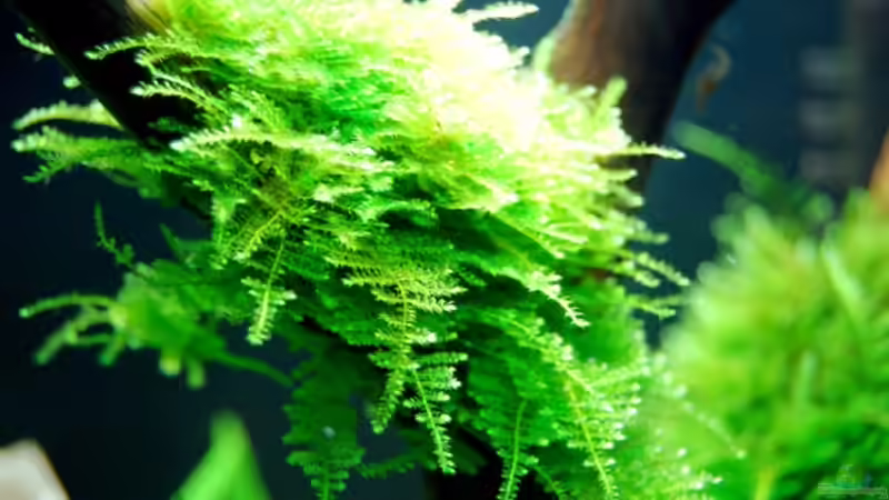 Christmas Moos von Danubia (2)