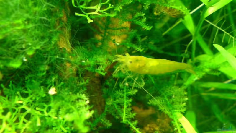 Christmas Moos von Katzenmutti (4)