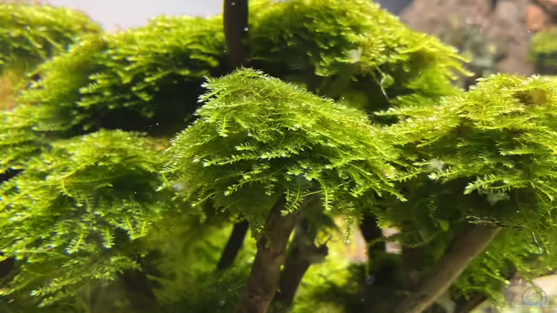 Christmas Moos von Mauri Cangini (13)