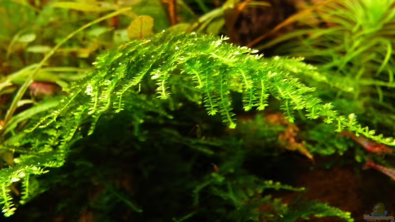 Christmas-Moos von YoshiMaus (4)