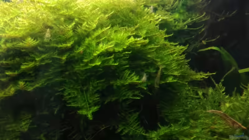 Christmas Moos wächst wie Teufel immer wieder von Grünhexe (132)