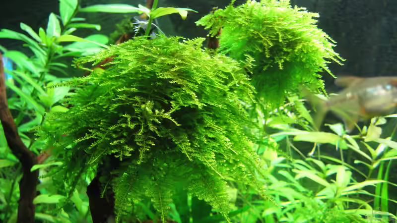 Christmas Moss (Vesicularia montagnei) von Squarefish (3)