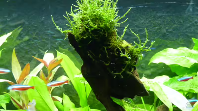 Christmasmoos auf einer Wurzel (erst vor kurzem festgebunden ist aber schon gut festgewachsen) von Pogobeer (11)