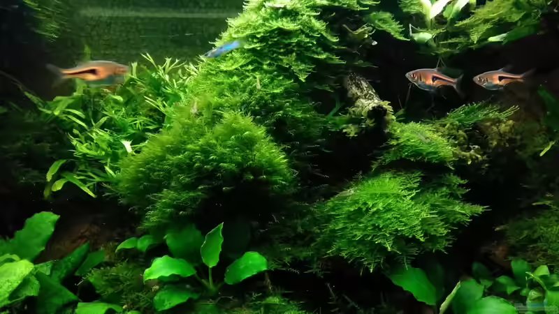 Christmasmoos und Fissidens fontanus, sowie Anubien von Grünhexe (127)