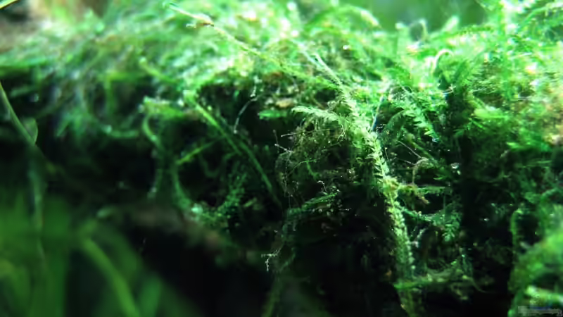 Christmasmoos und Flamemoos auf Moorkienwurzel von Pete (7)