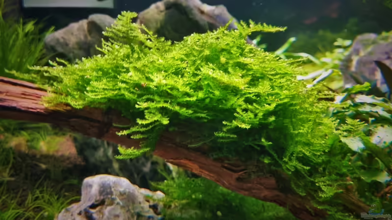 Christmasmoos von Comander (15)