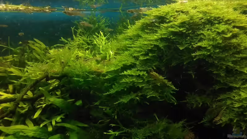 Christmasmoos von Grünhexe (139)