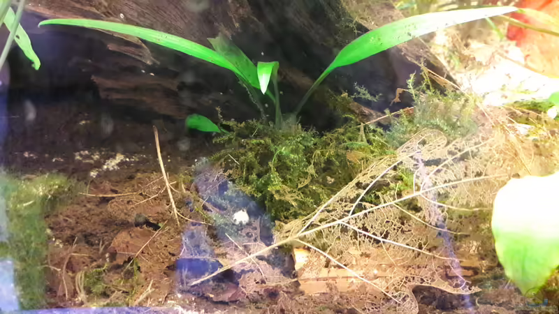 Christmasmoos von Michael Dreher (3)