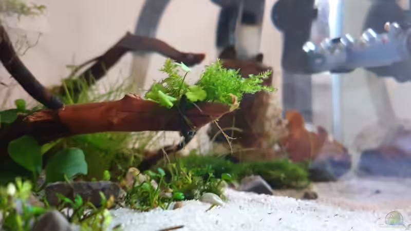 Christmasmoss von Romano E (20)