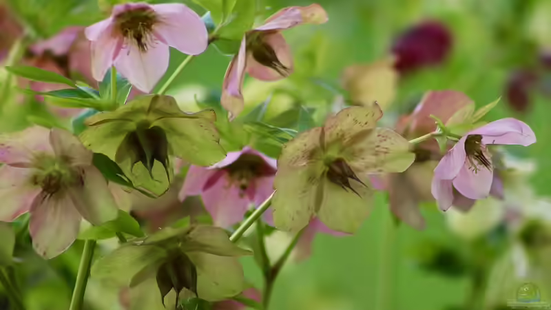 Christrosen - Pflege über den Sommer