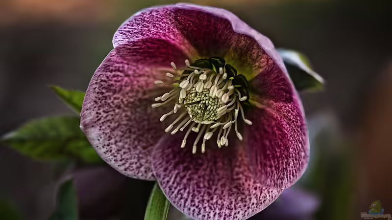 Christrosen - Pflege über den Sommer
