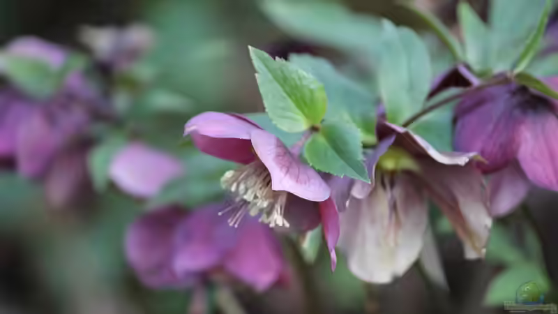 Christrosen - Pflege über den Sommer