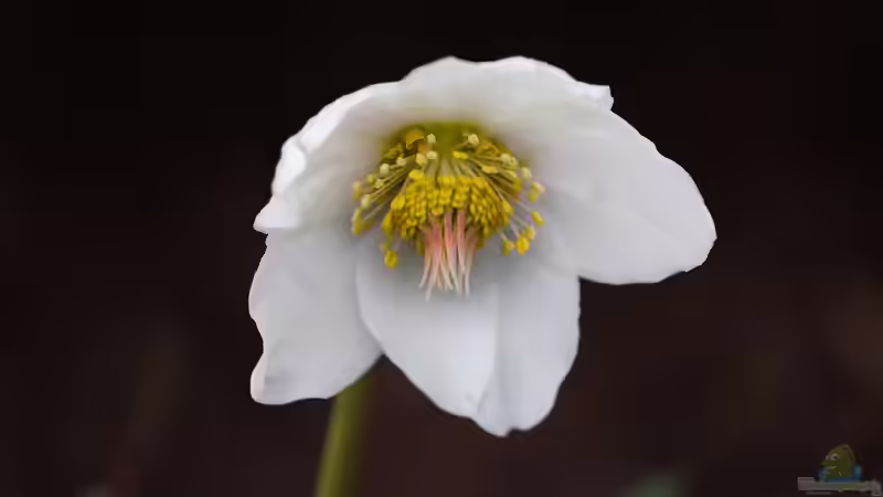 Christrosen - Pflege über den Sommer