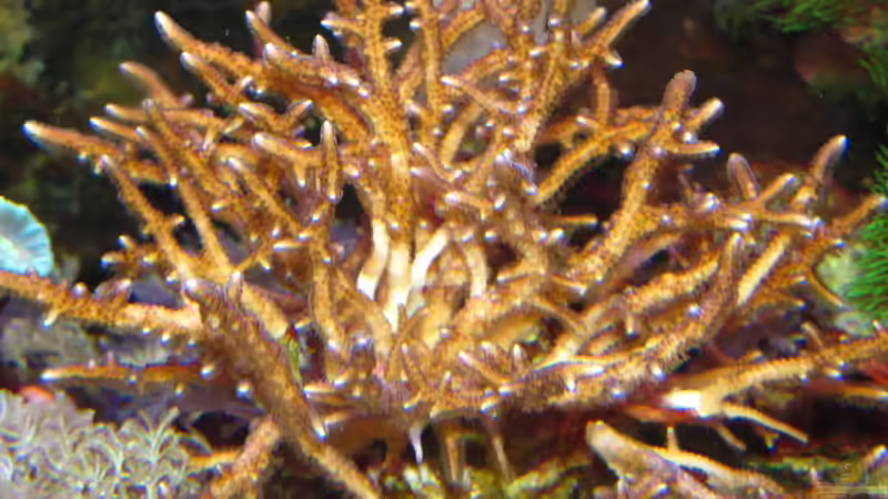 Christusdorn Koralle von Johannes 88 (35)