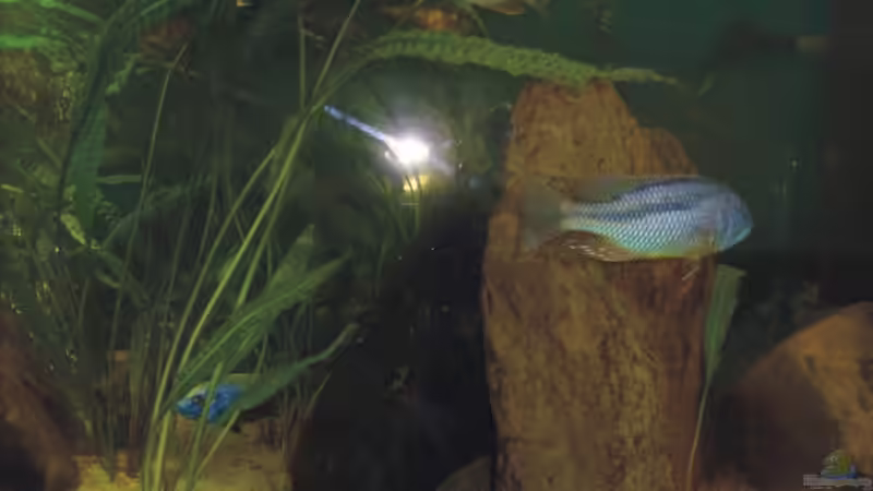 christy  Bock ,compressiceps Bock,Iceberg Bock von Andreas Rode (17)