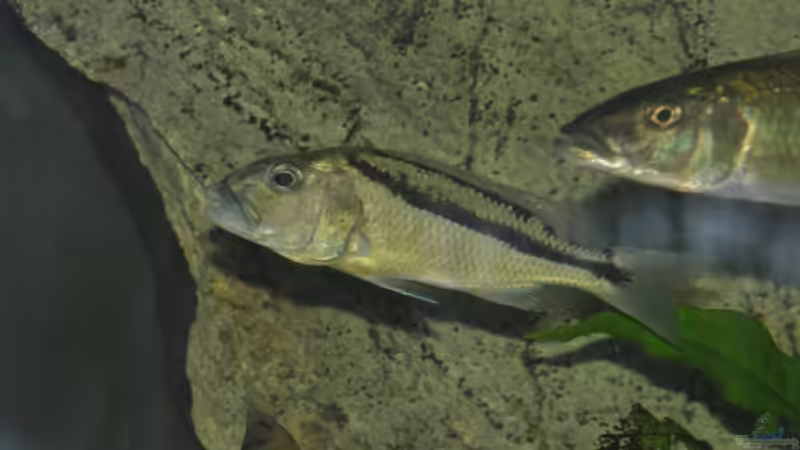 Christy Bild Lars Schnabel von Crenii (52)