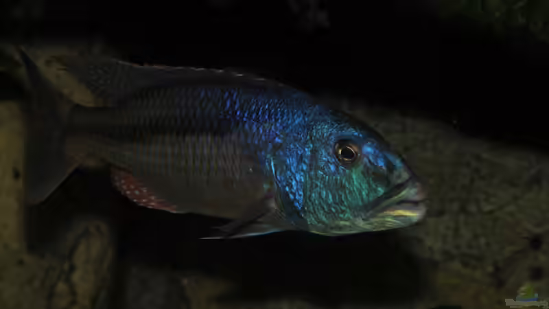 Christy zum zweiten von Crenii (46)