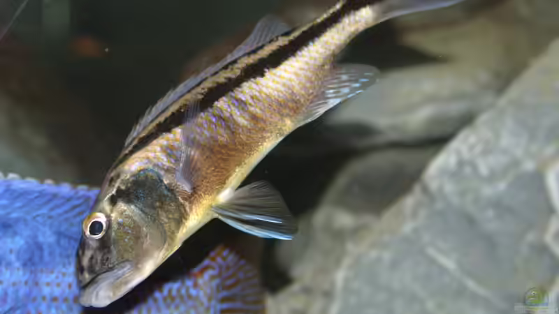 Christyi auf der Lauer von Swenni (44)