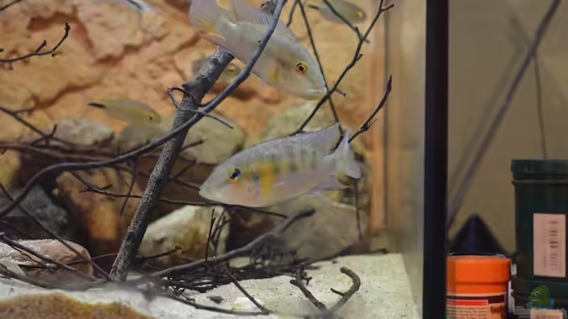 Chromidotilapia g.guntheri  von Didi (34)