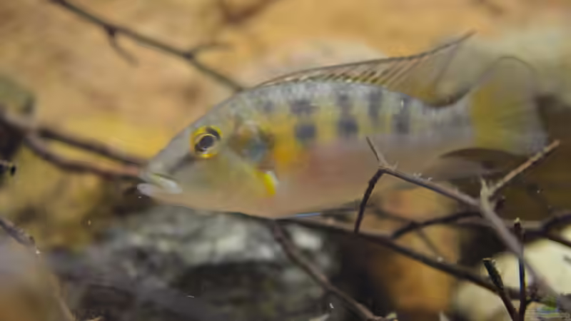 Chromidotilapia im Aquarium halten (Einrichtungsbeispiele für Chromidotilapia-Arten)